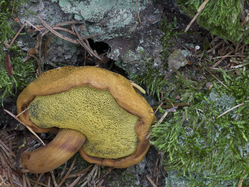 Buchwaldoboletus lignicola